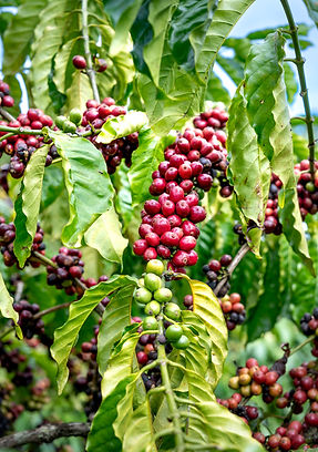 Coffee beans on hanging coffee leaves and branches