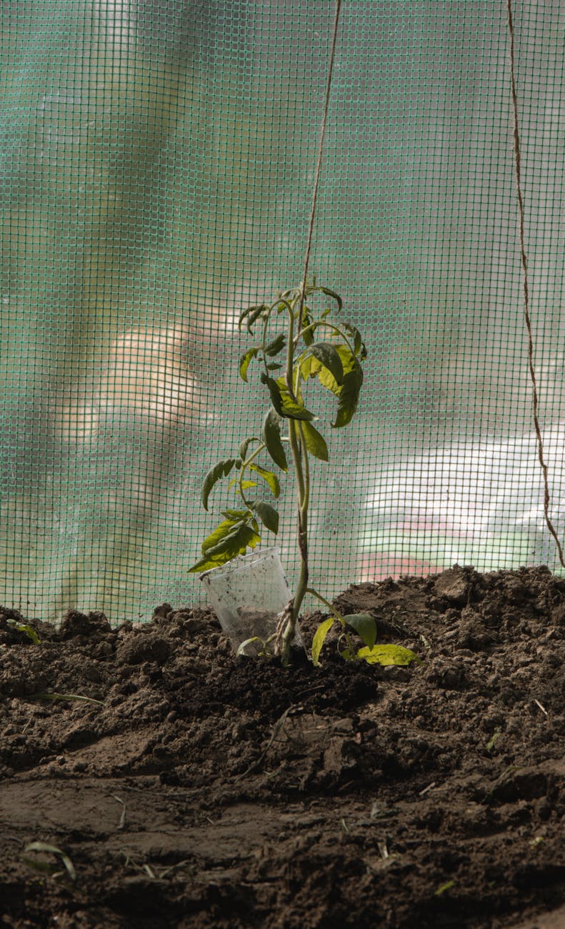 close up of a tomato sprout in soil in a garden