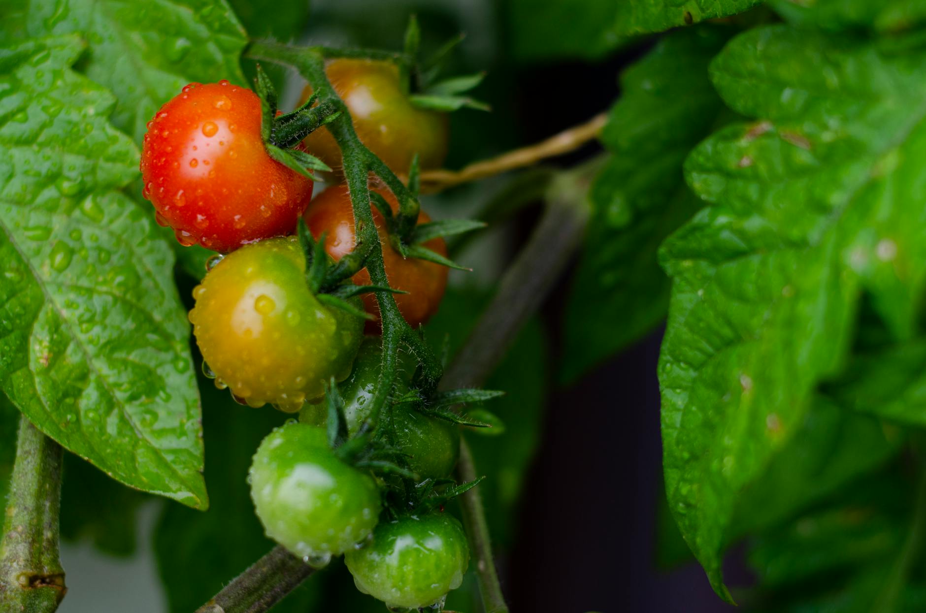 close up of cherry tomatoes ripening