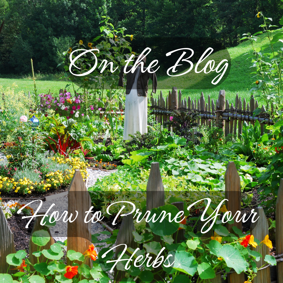 HOW TO PRUNE YOUR HERBS FOR AN ENDLESS SUPPLY