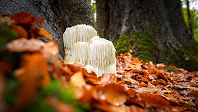 Lions Mane Mushrooms growing wild in the woods in fall