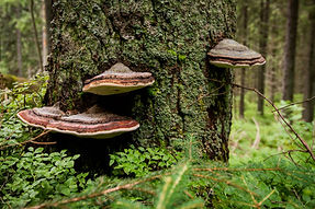 Chaga: The Immune Booster Mushroom growing on the side of a tree