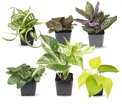 Easy to Grow Houseplants (Pack of 6)