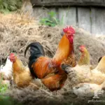 How I Keep My Flock Cozy During the Cold Winter Months
