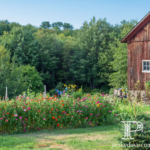 How to Clean Your Chicken Coop