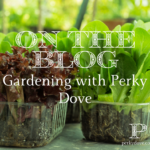 Planting My Fall Garden and Delicious Recipes Using Fresh Produce