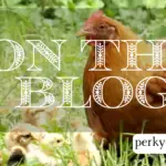 Homesteading Is My Art