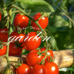 10 Foods to Keep You Cool, Calm, and Energized This Summer